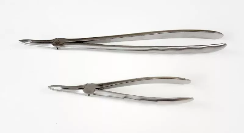 Ulvetandstang, slank, 31 cm